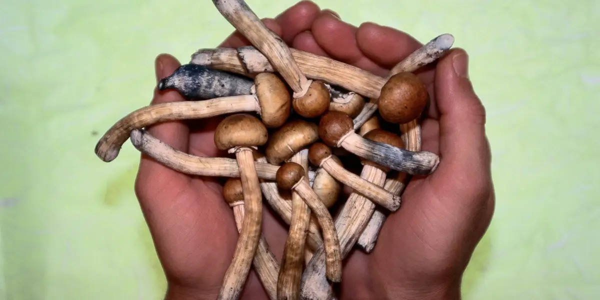 Cover image for the article "How Long Does a Shrooms Trip Last? A Comprehensive Guide"